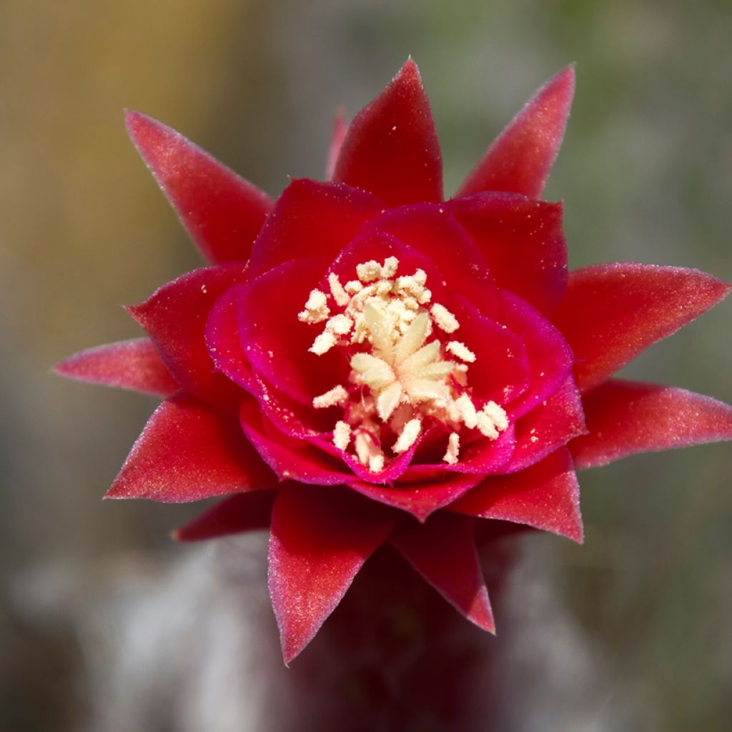 Cleistocactus strausii