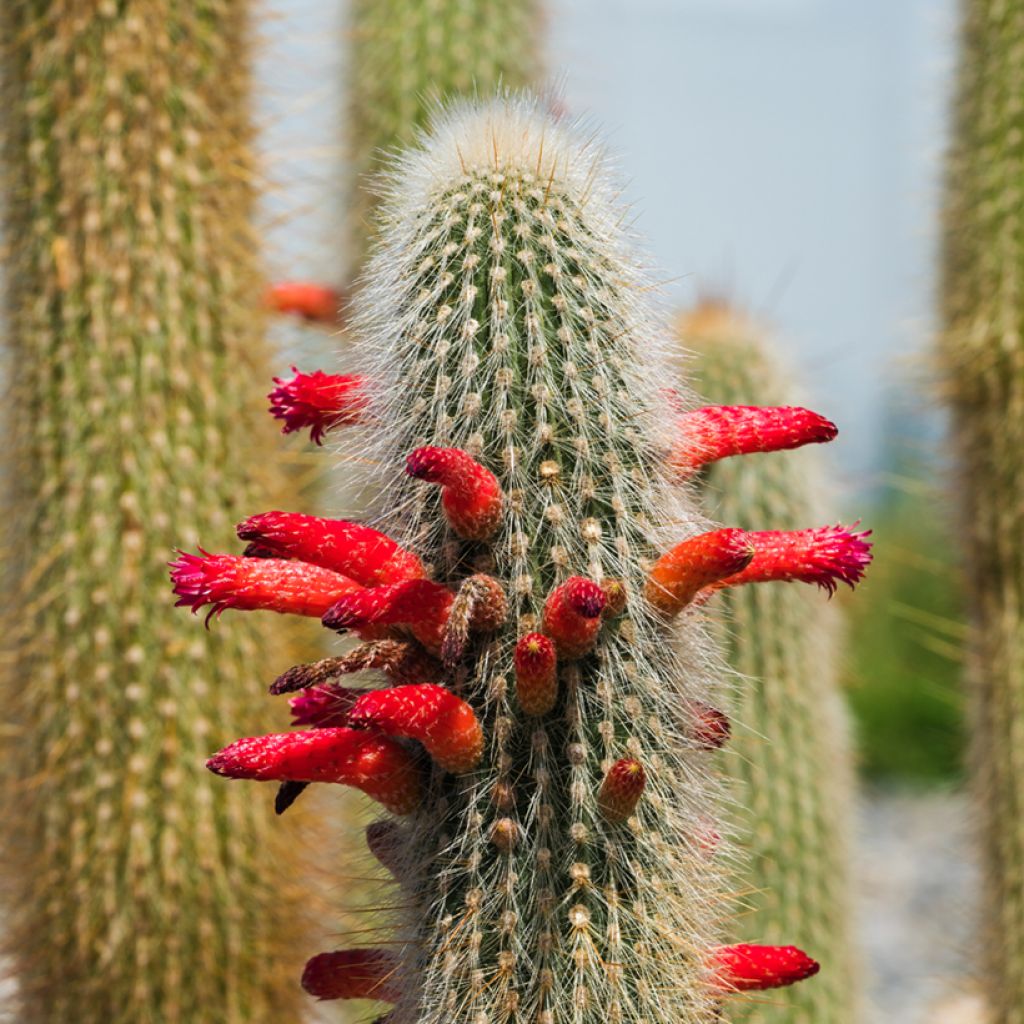 Cleistocactus strausii