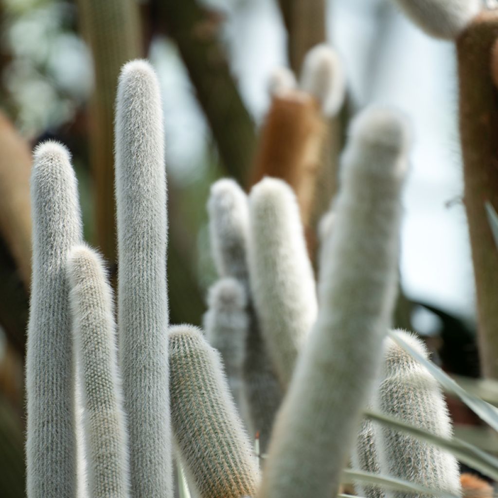 Cleistocactus strausii