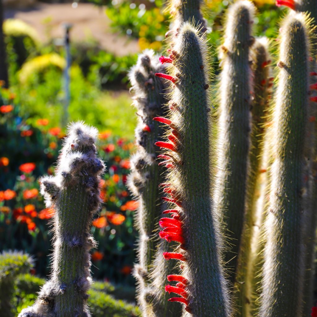 Cleistocactus strausii