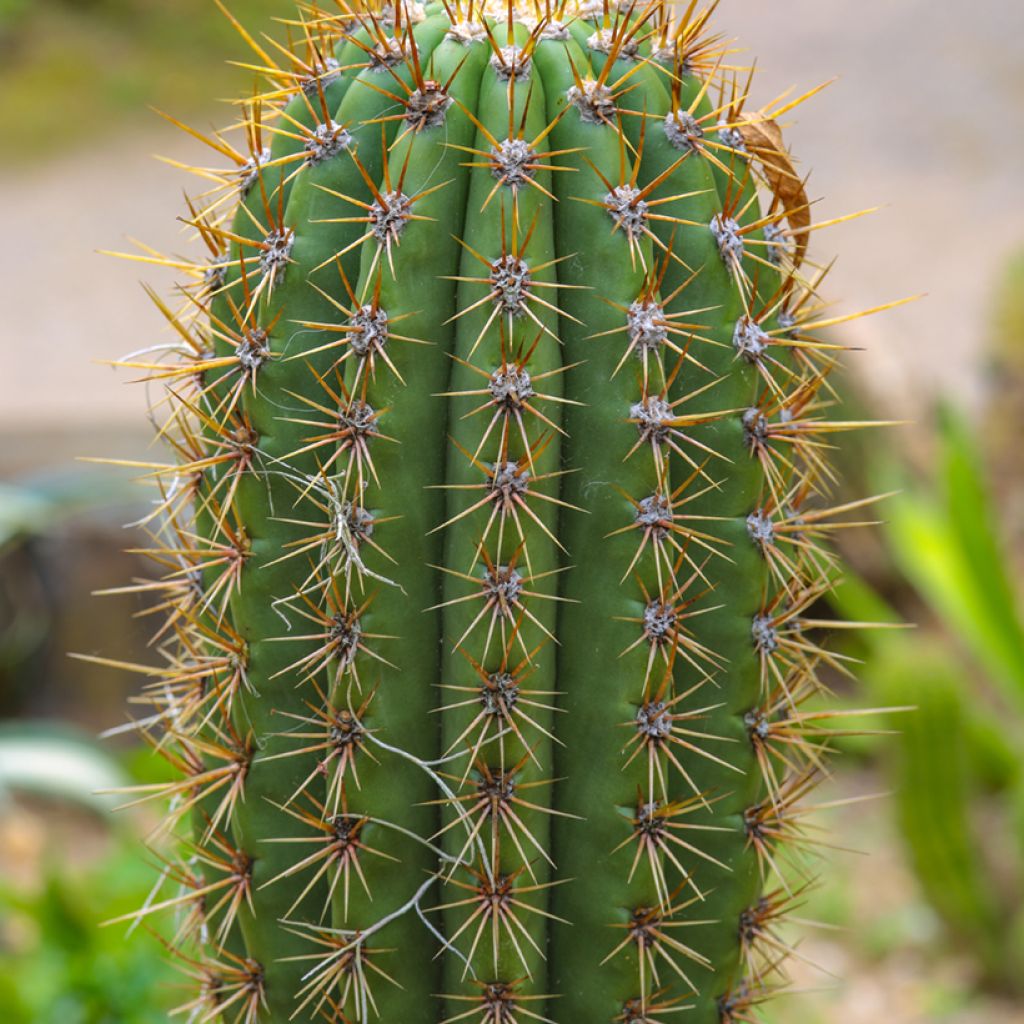 Echinopsis atacamensis subsp. pasacana