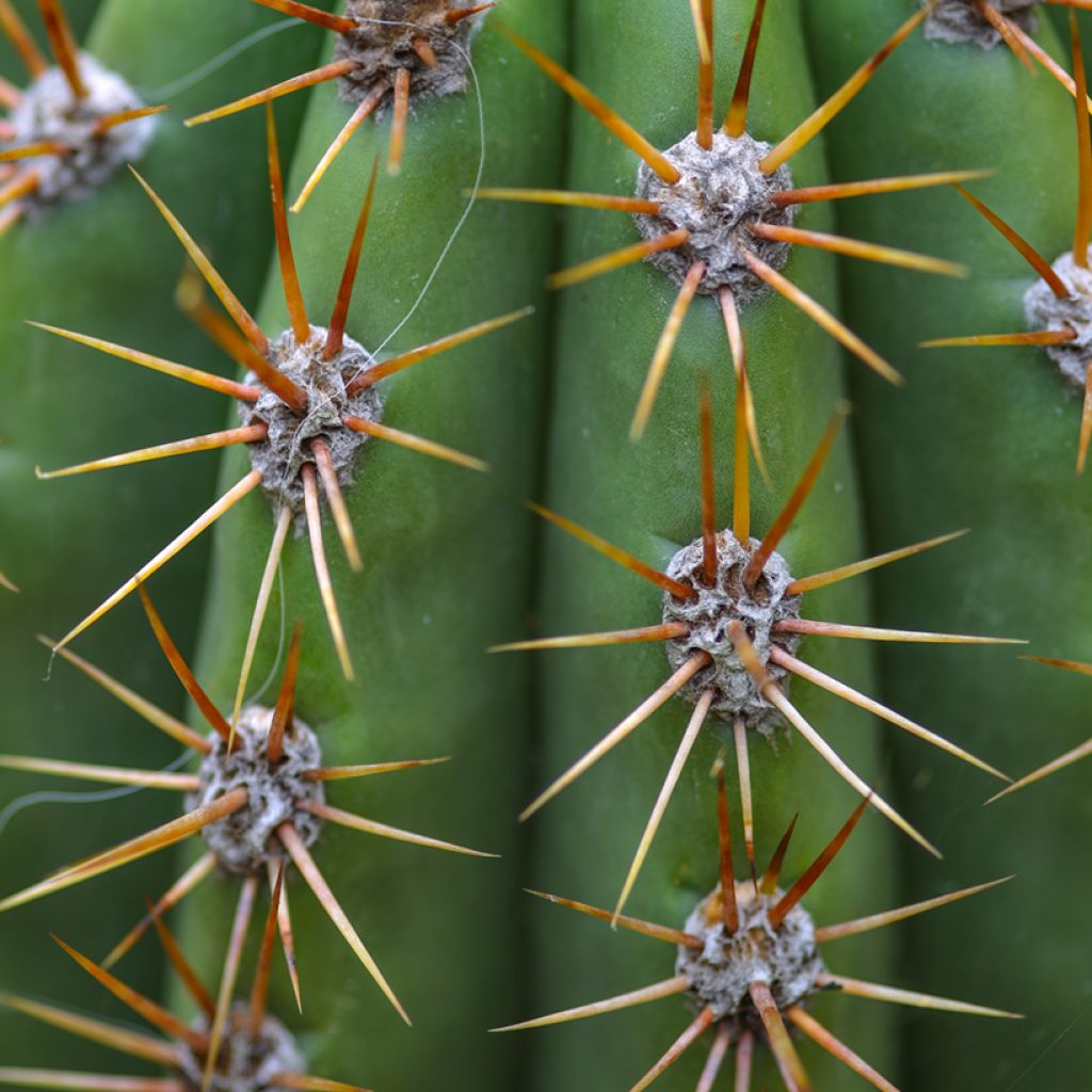 Echinopsis atacamensis subsp. pasacana