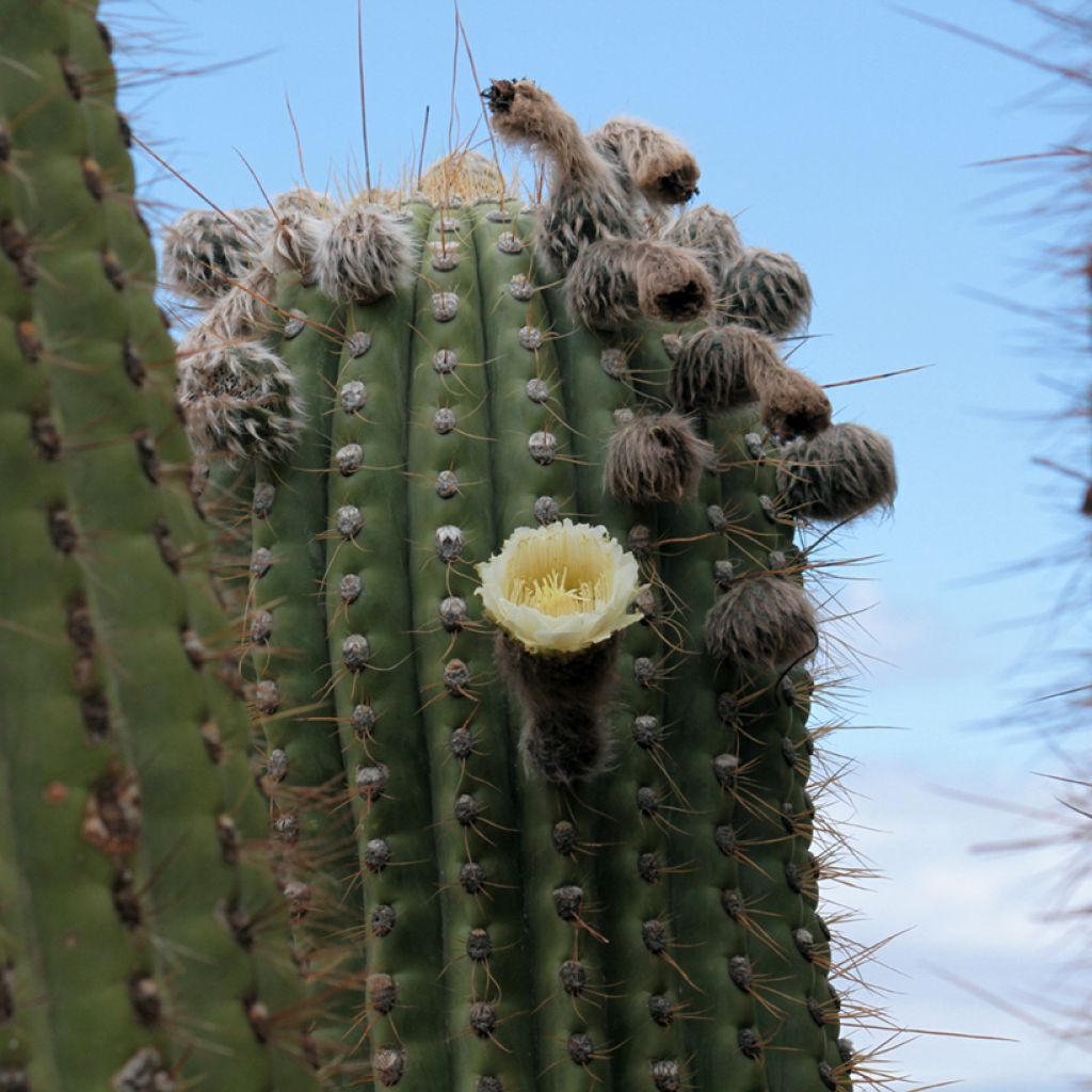 Echinopsis atacamensis subsp. pasacana