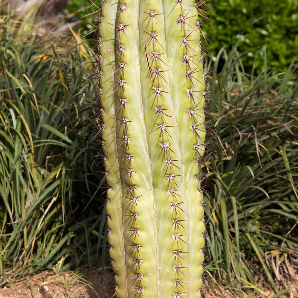 Echinopsis atacamensis subsp. pasacana