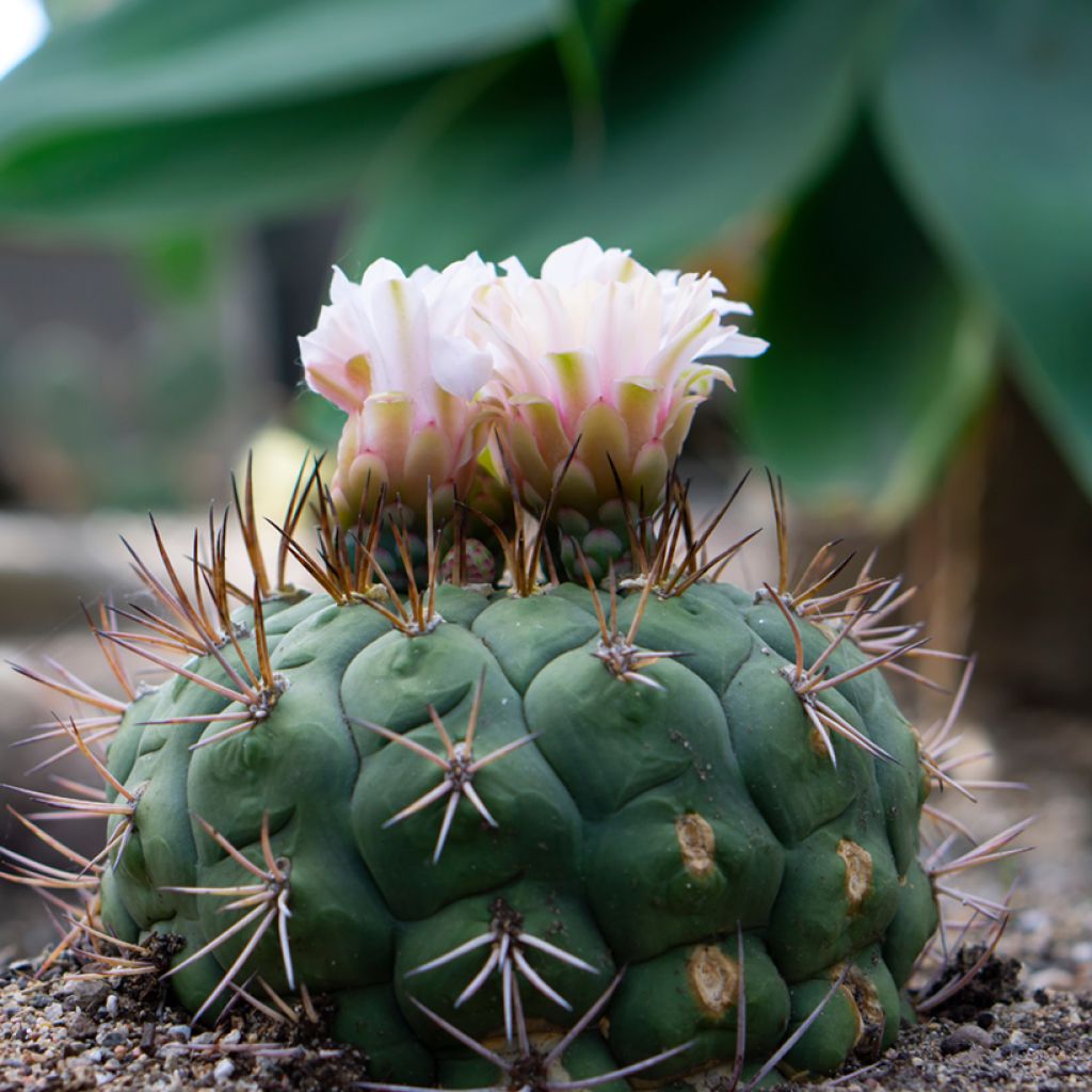 Gymnocalycium saglionis