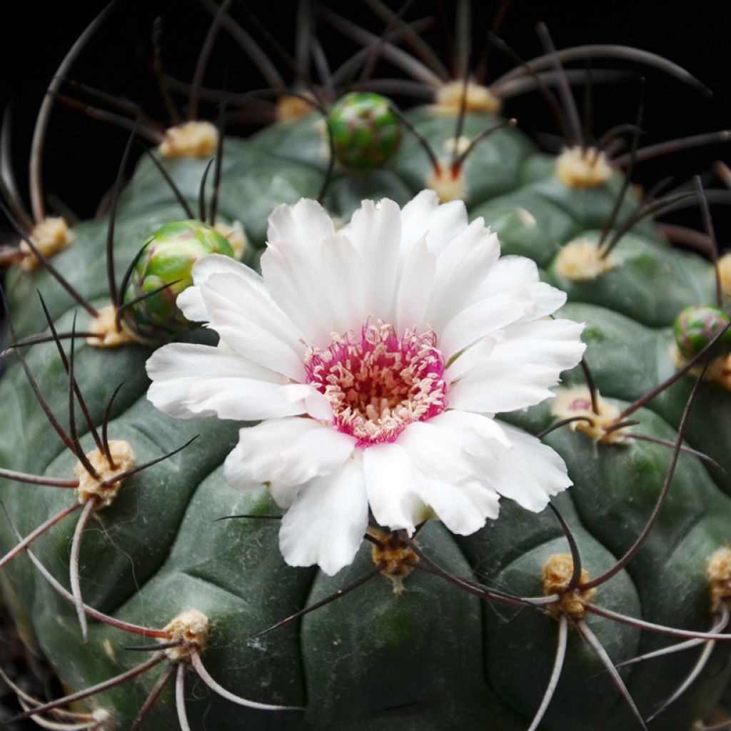 Gymnocalycium saglionis