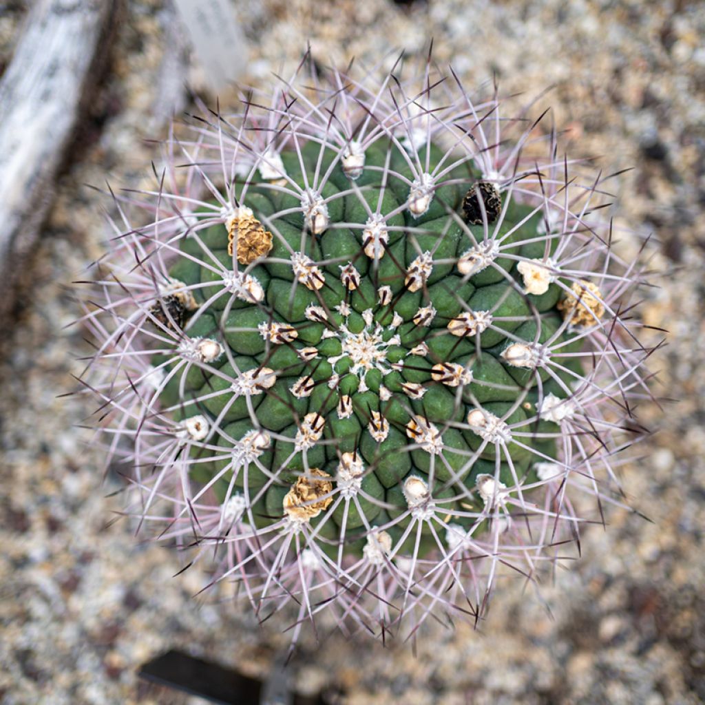 Gymnocalycium saglionis