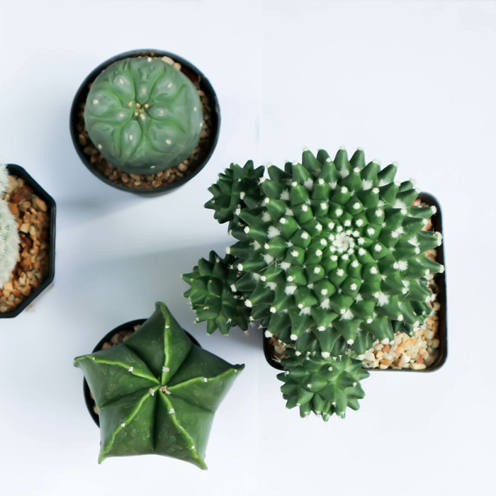 Gymnocalycium saglionis