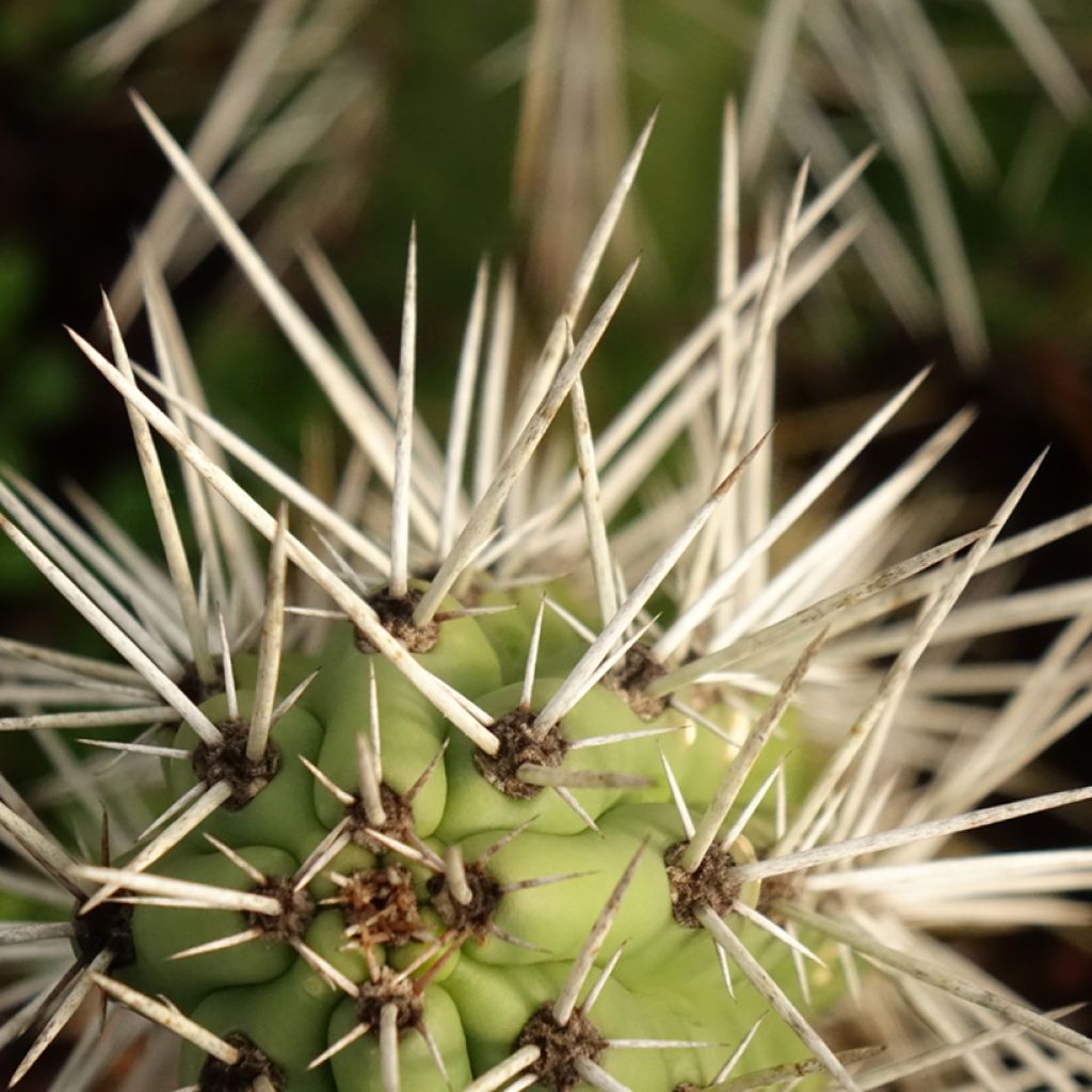 Harrisia tetracantha
