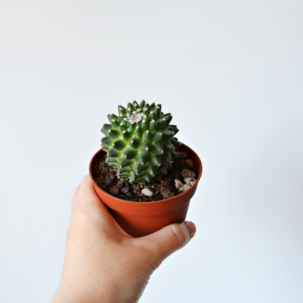 Mammillaria polythele Toluca