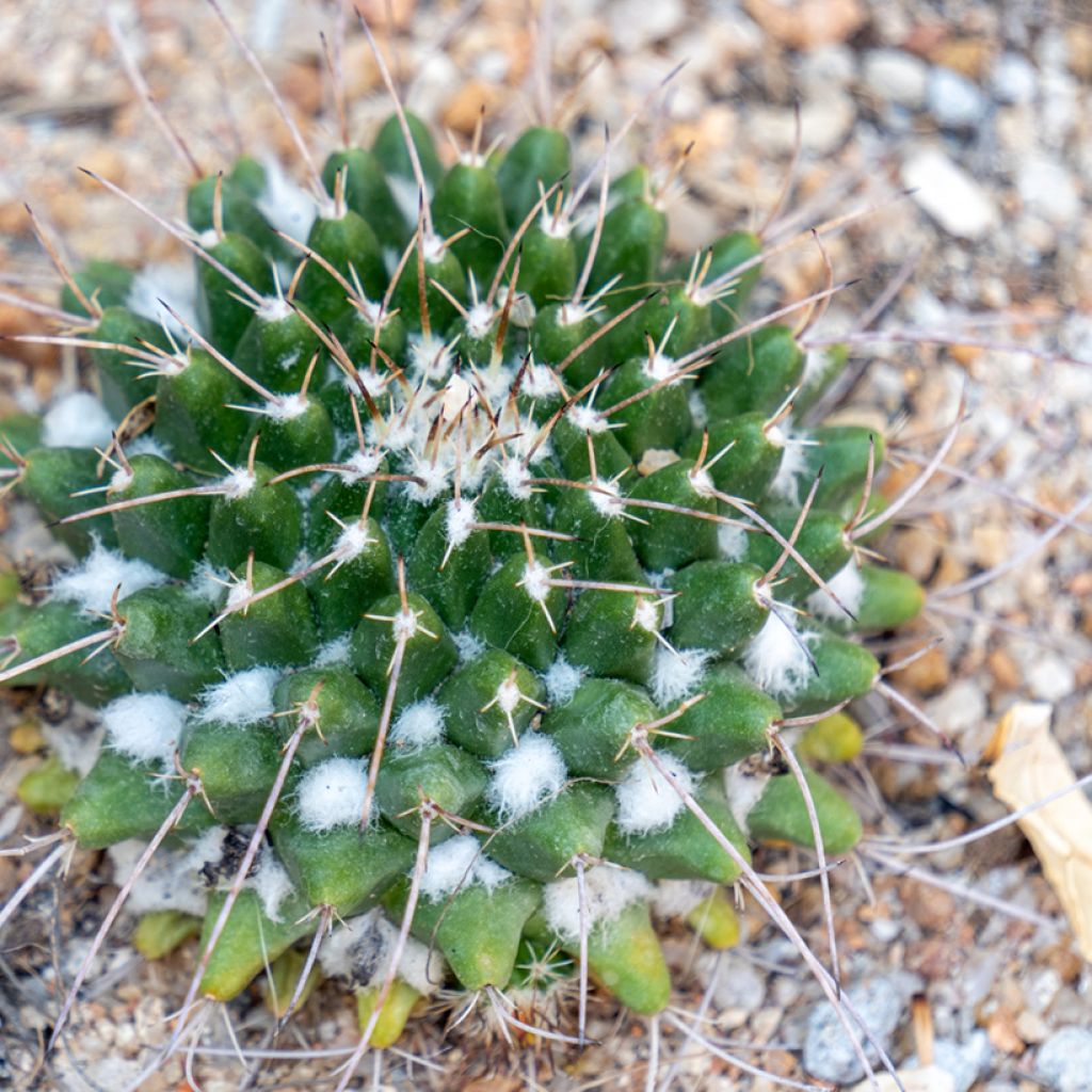 Mammillaria compressa