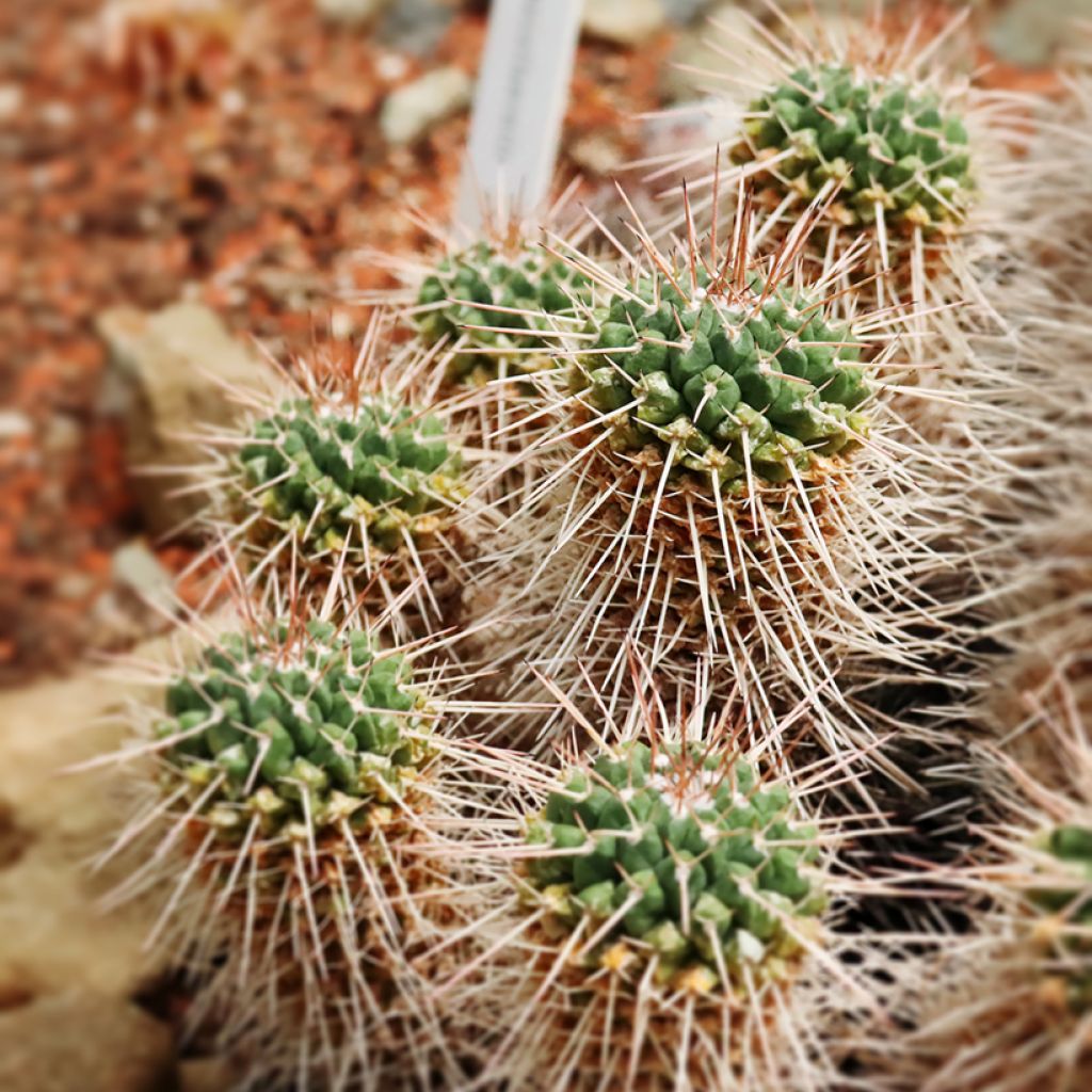 Mammillaria compressa