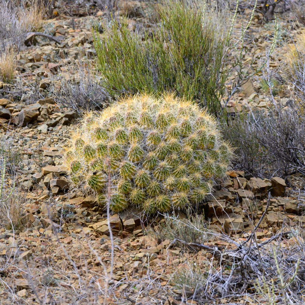 Mammillaria compressa