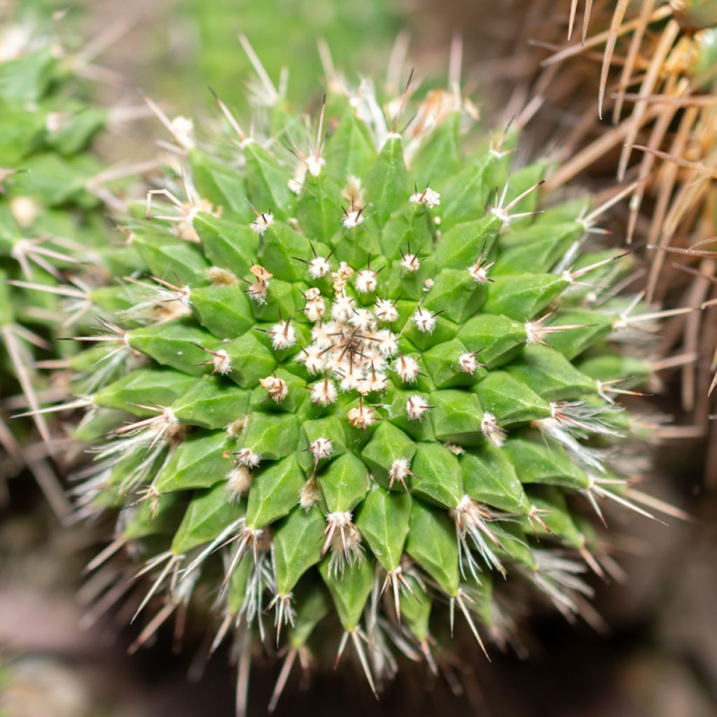 Mammillaria compressa