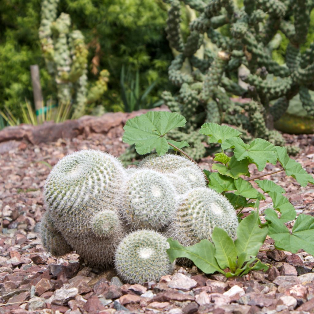 Mammillaria hahniana