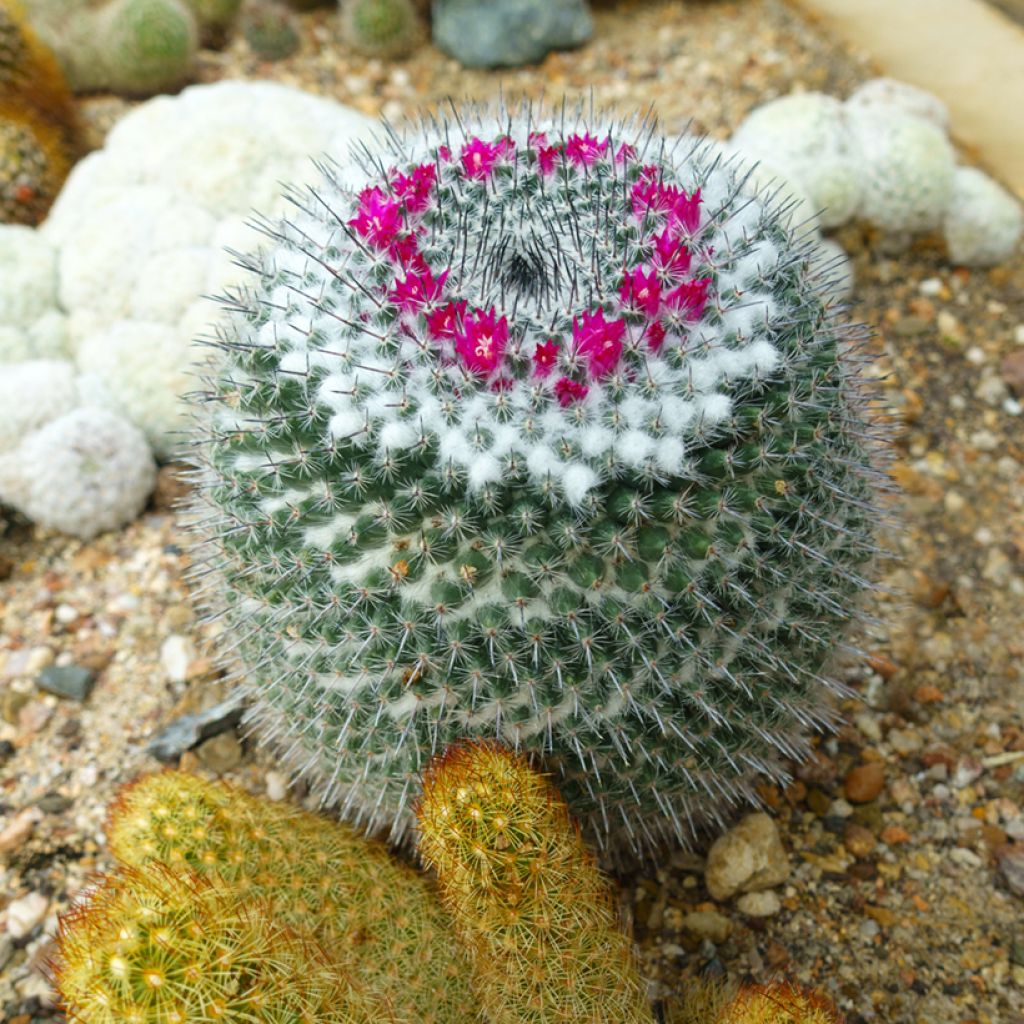 Mammillaria hahniana