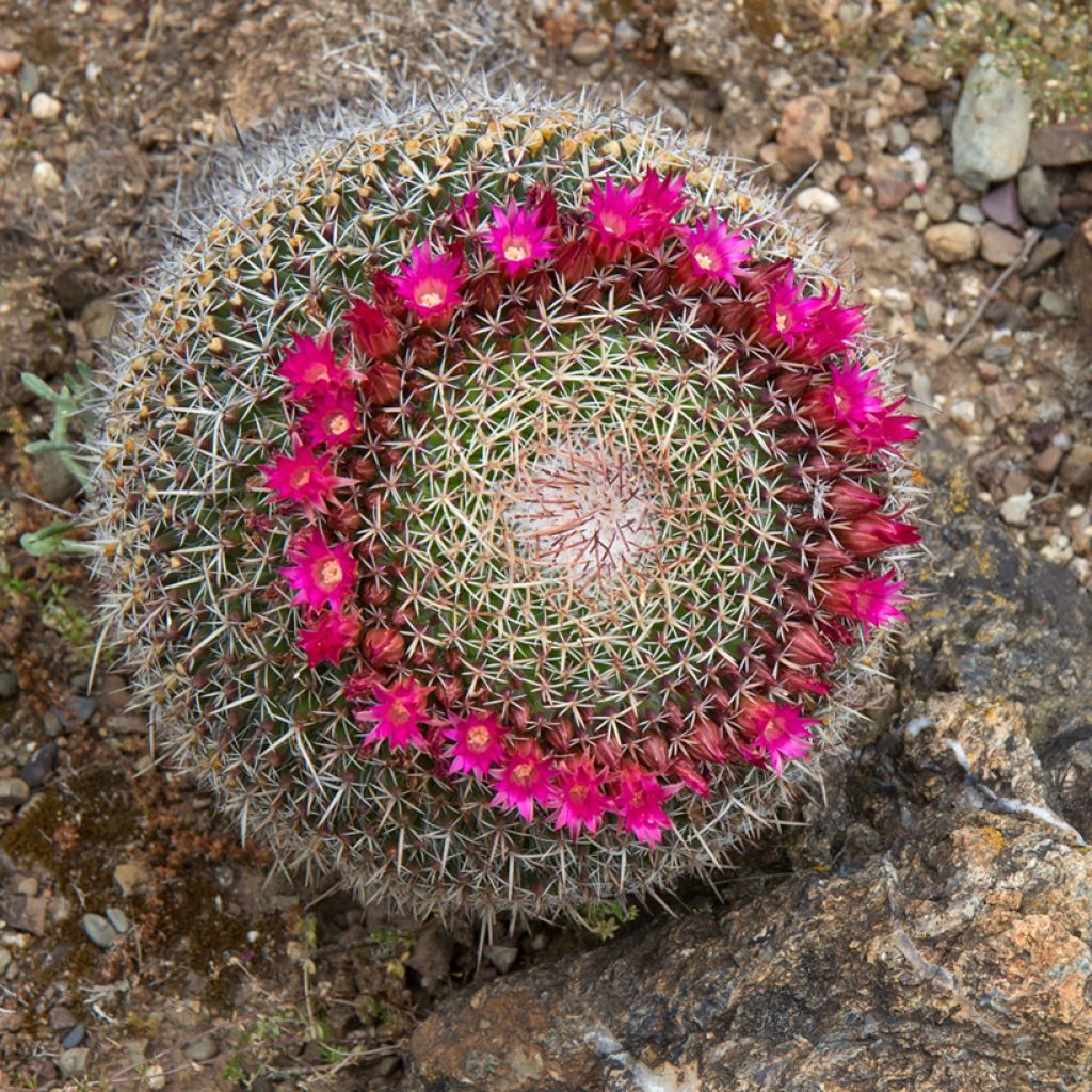 Mammillaria hahniana