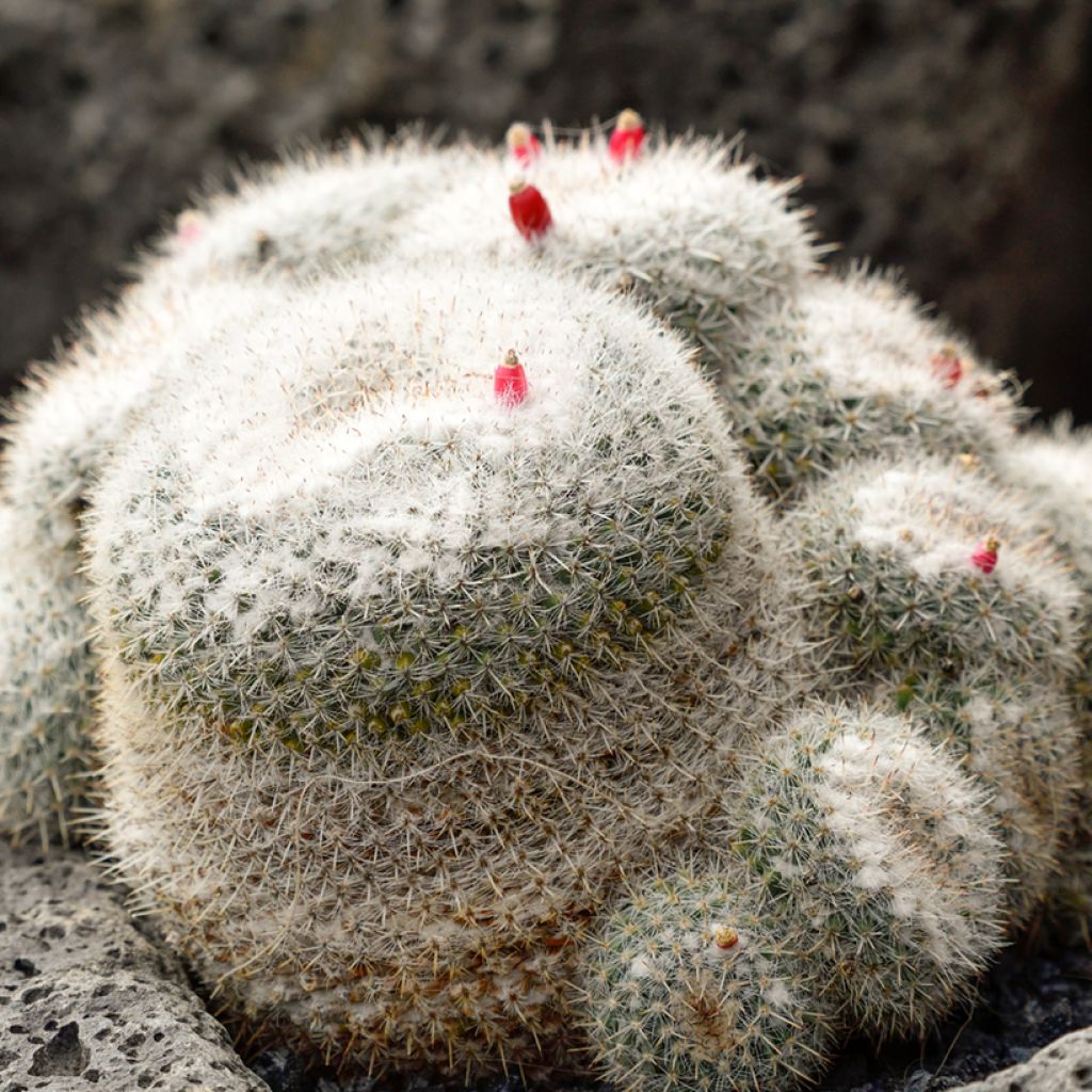 Mammillaria hahniana