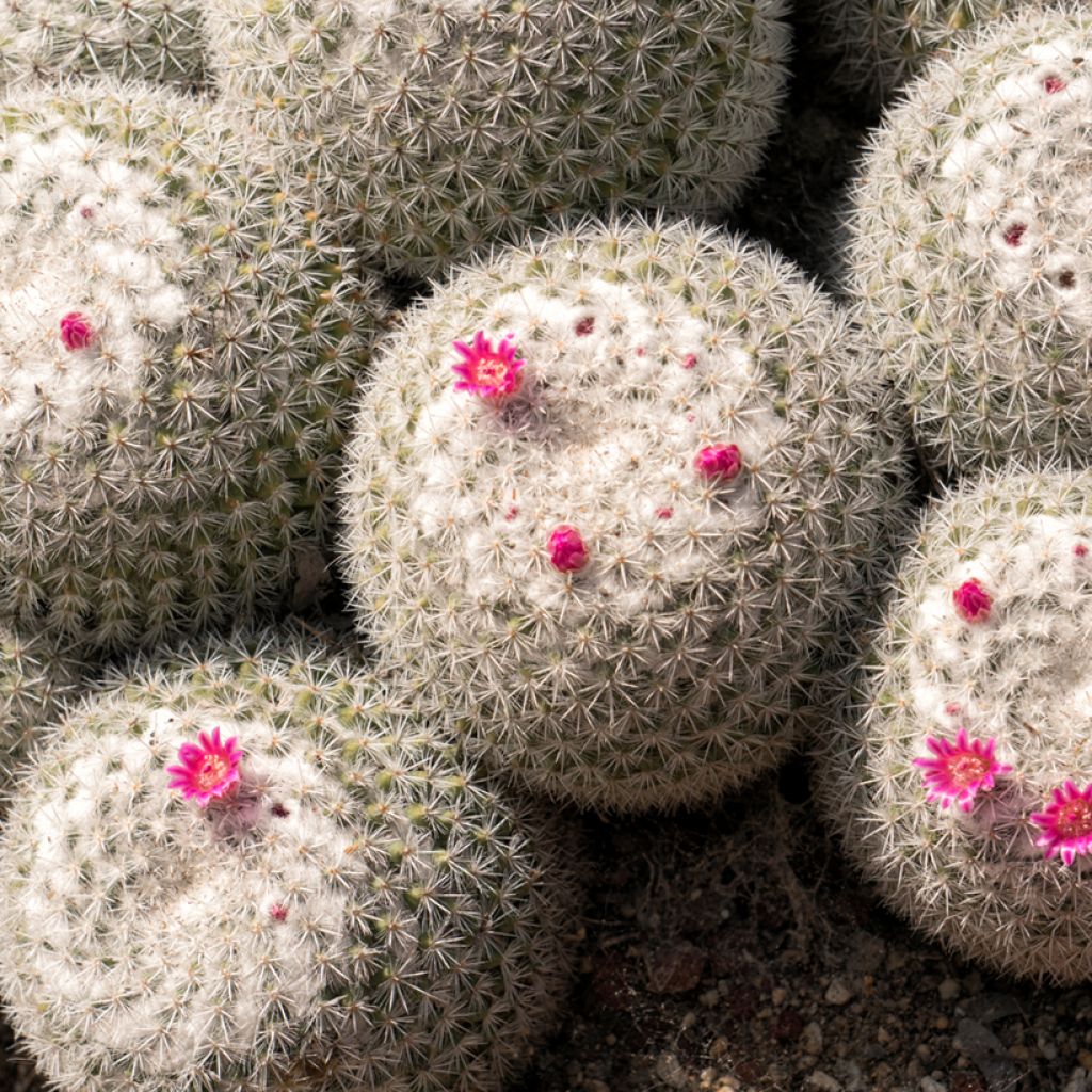 Mammillaria hahniana