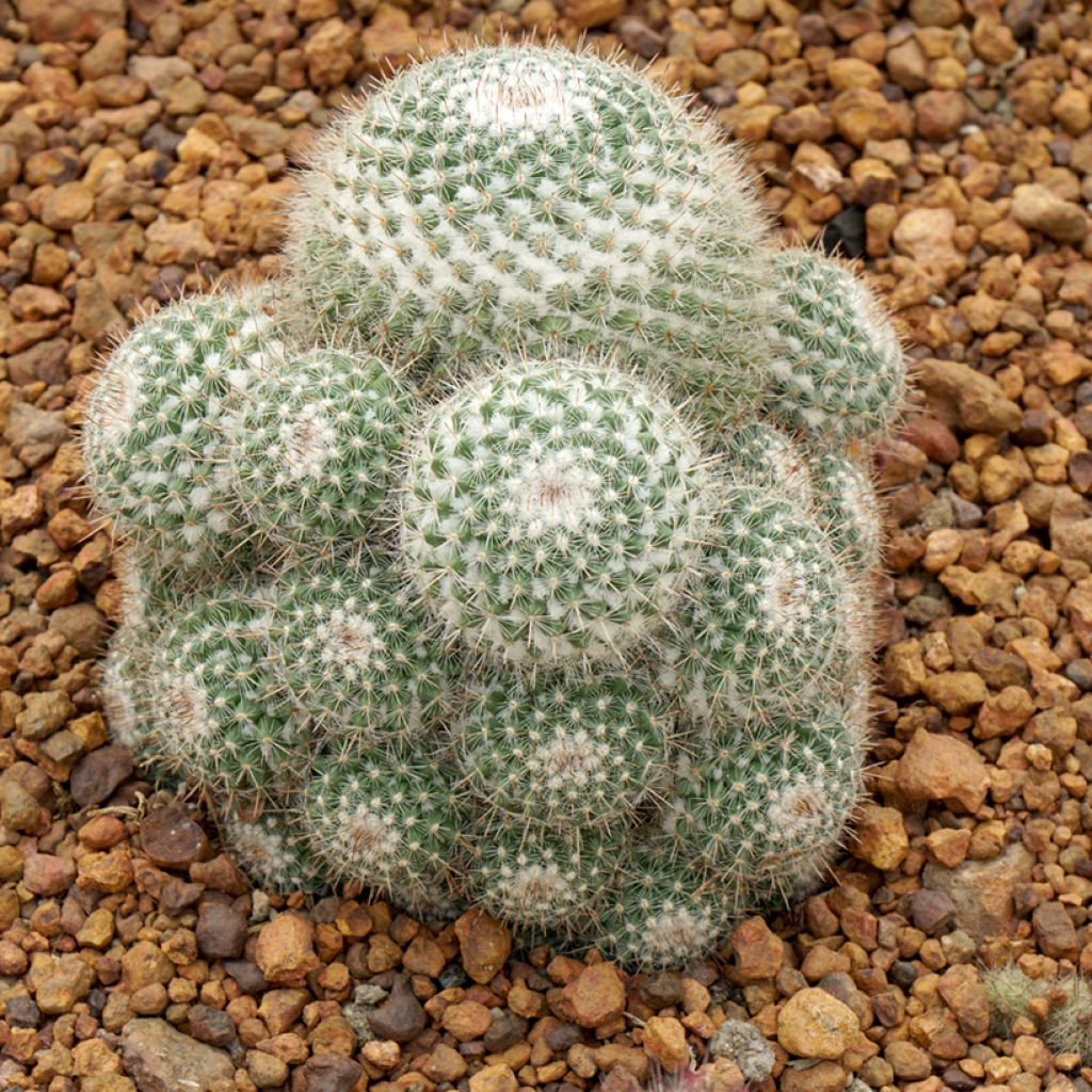 Mammillaria hahniana