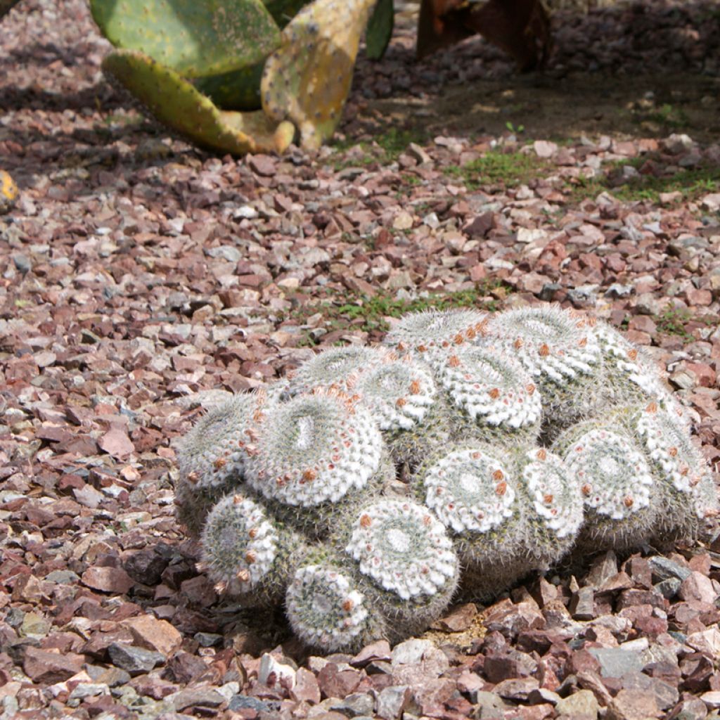 Mammillaria hahniana