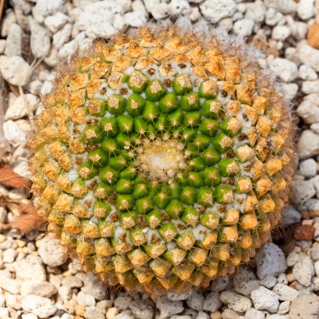 Mammillaria marksiana