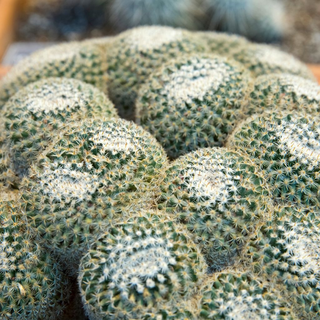 Mammillaria muehlenpfordtii