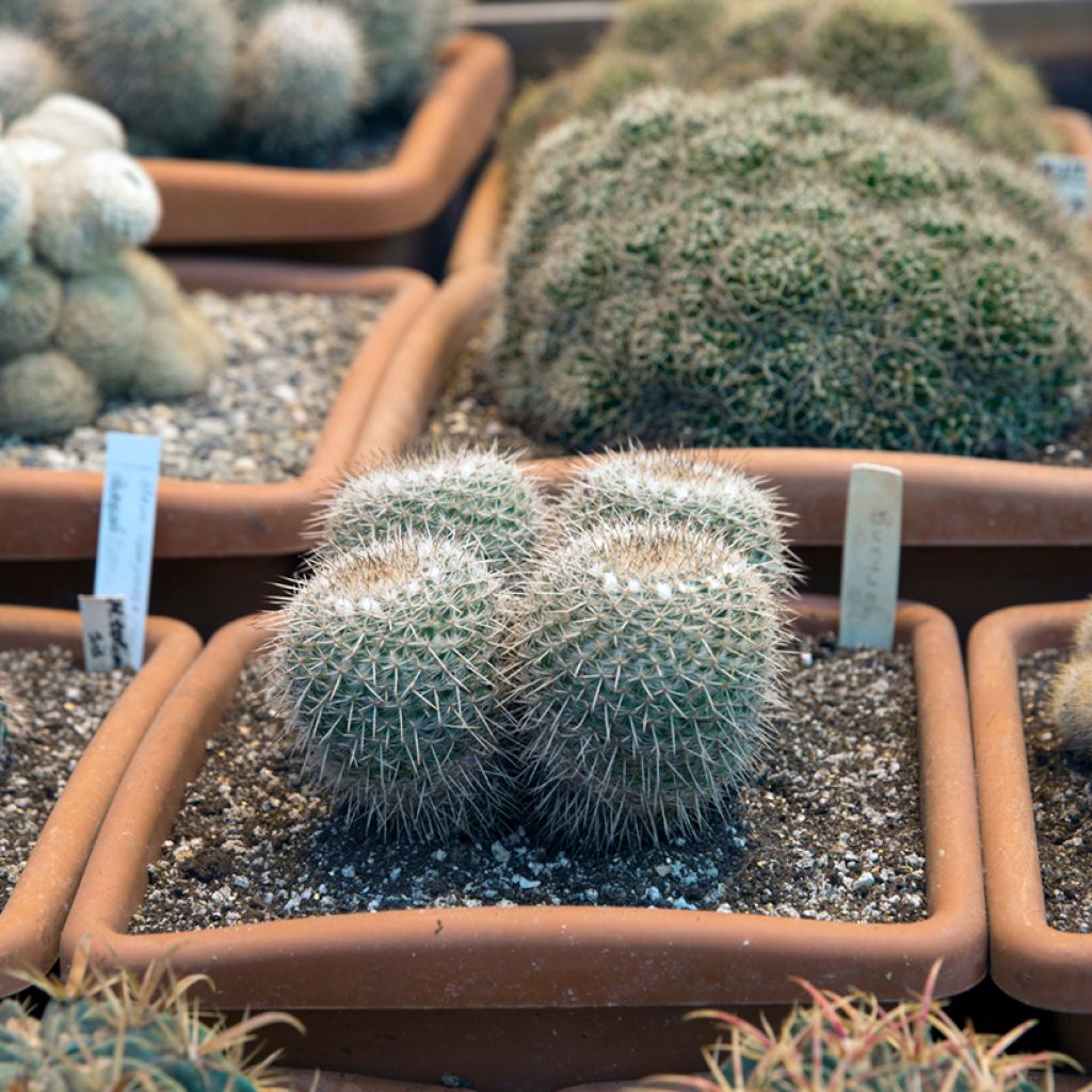 Mammillaria muehlenpfordtii