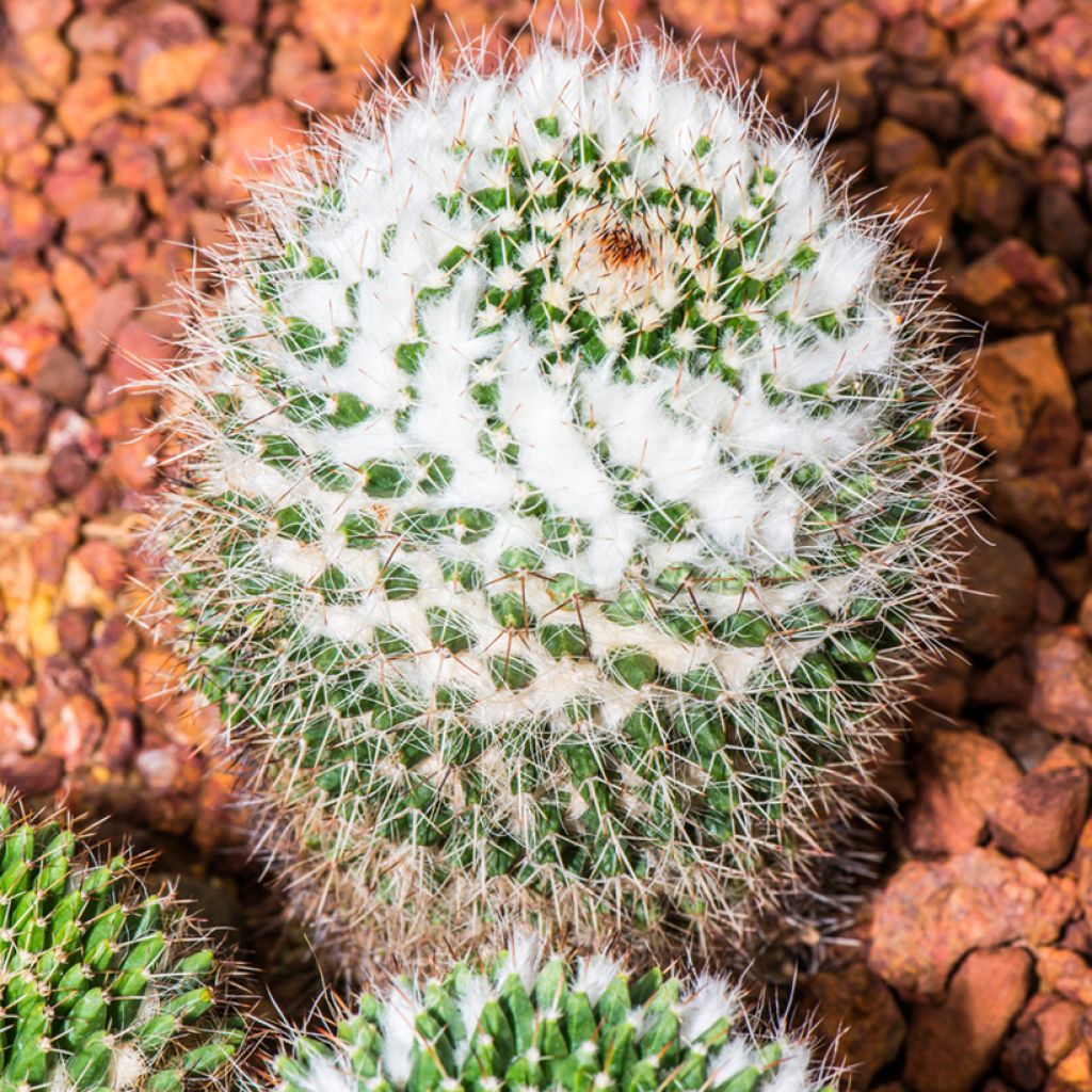 Mammillaria rhodantha subsp. pringlei