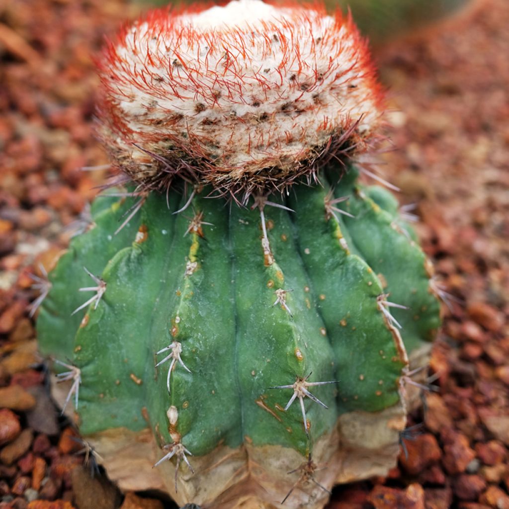 Melocactus bahiensis