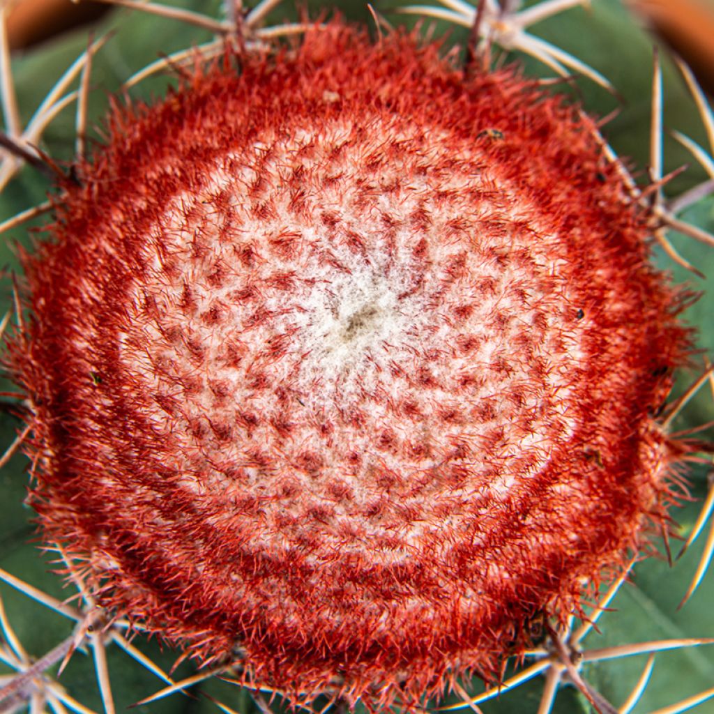 Melocactus bahiensis