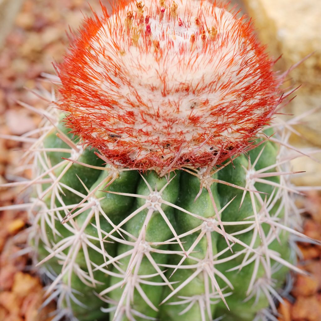 Melocactus bahiensis