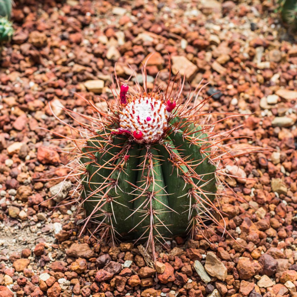 Melocactus bahiensis