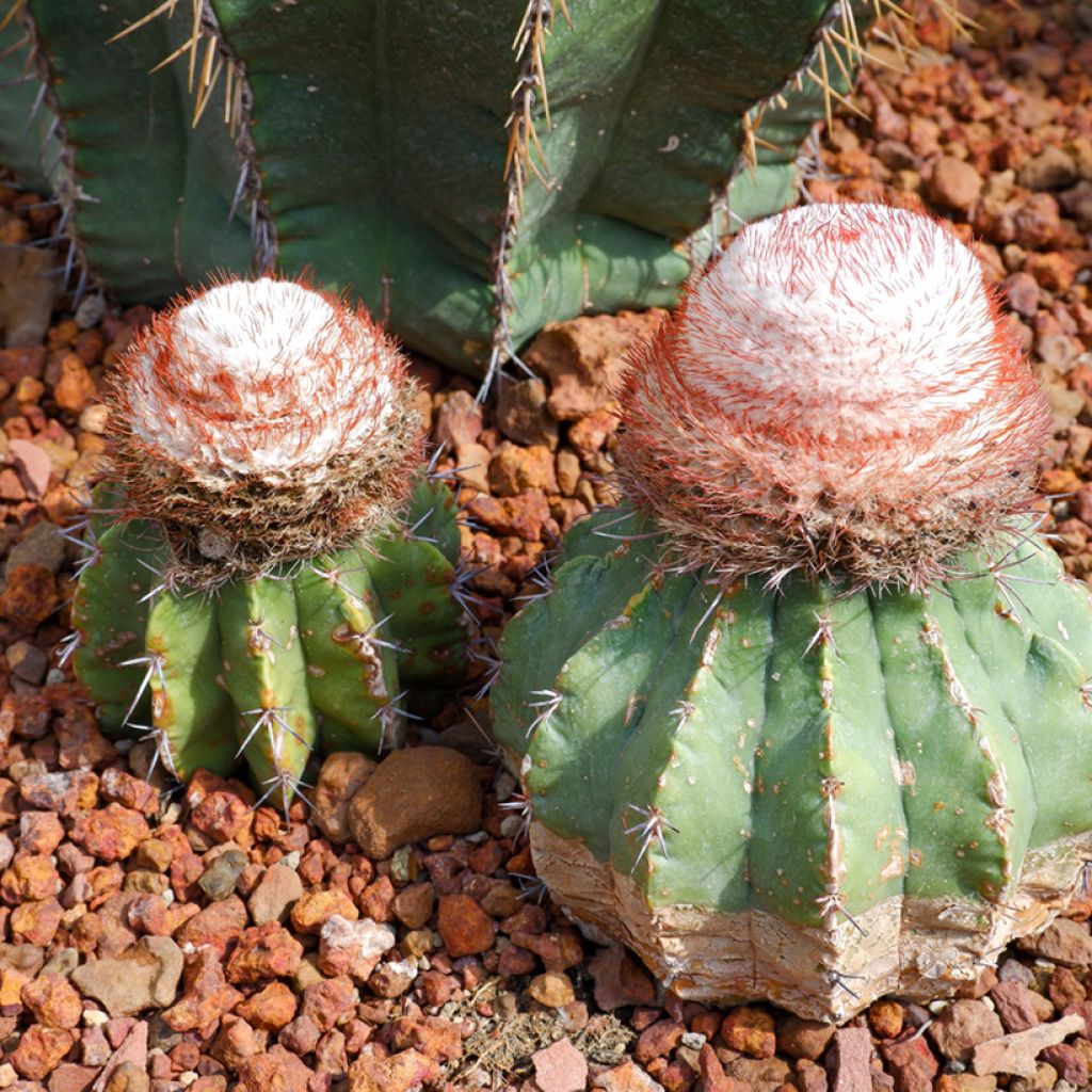 Melocactus bahiensis