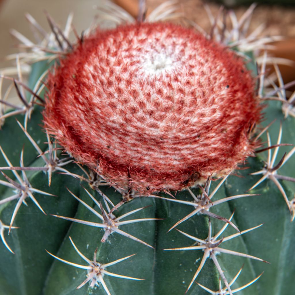 Melocactus bahiensis