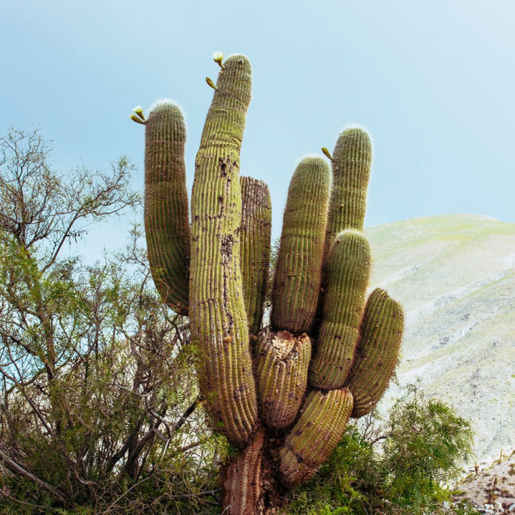 Pachycereus pringlei