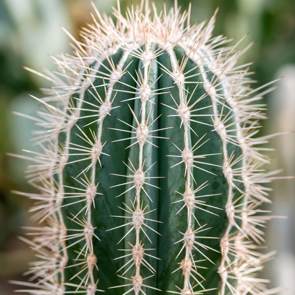 Pachycereus pringlei