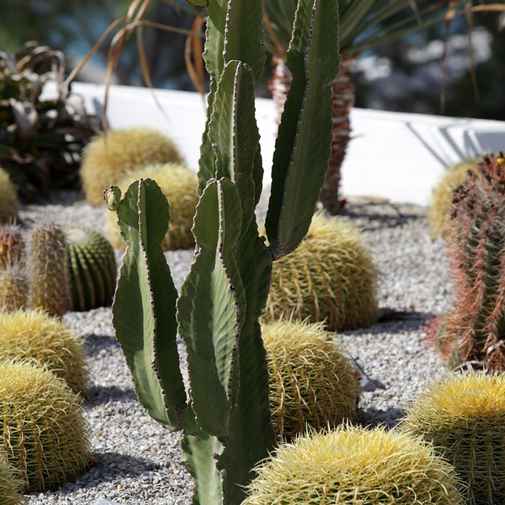 Pachycereus pringlei