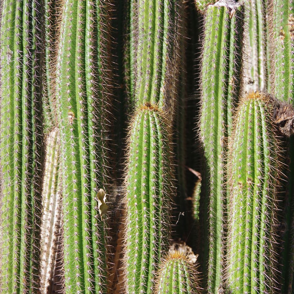 Pachycereus pringlei
