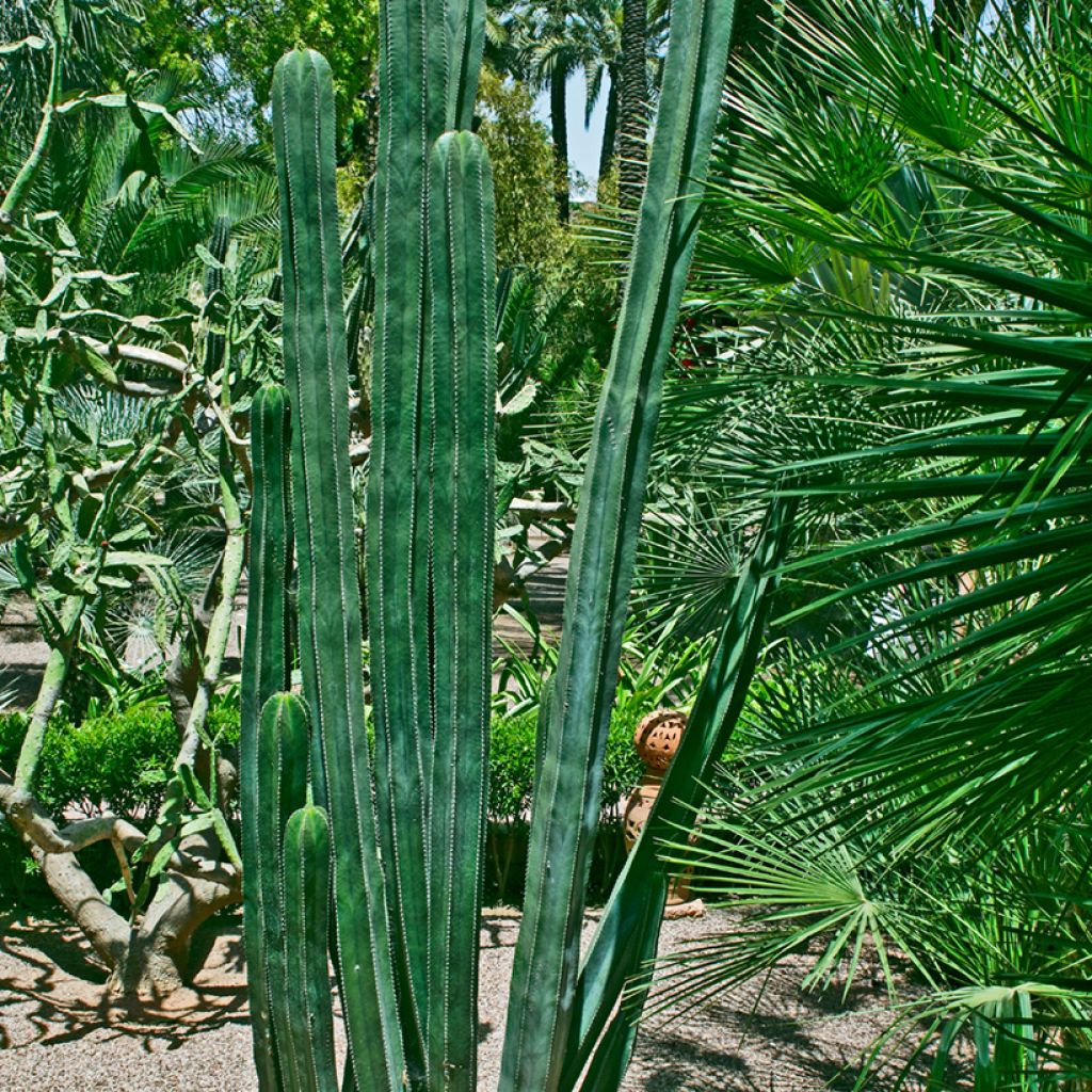 Stenocereus marginatus