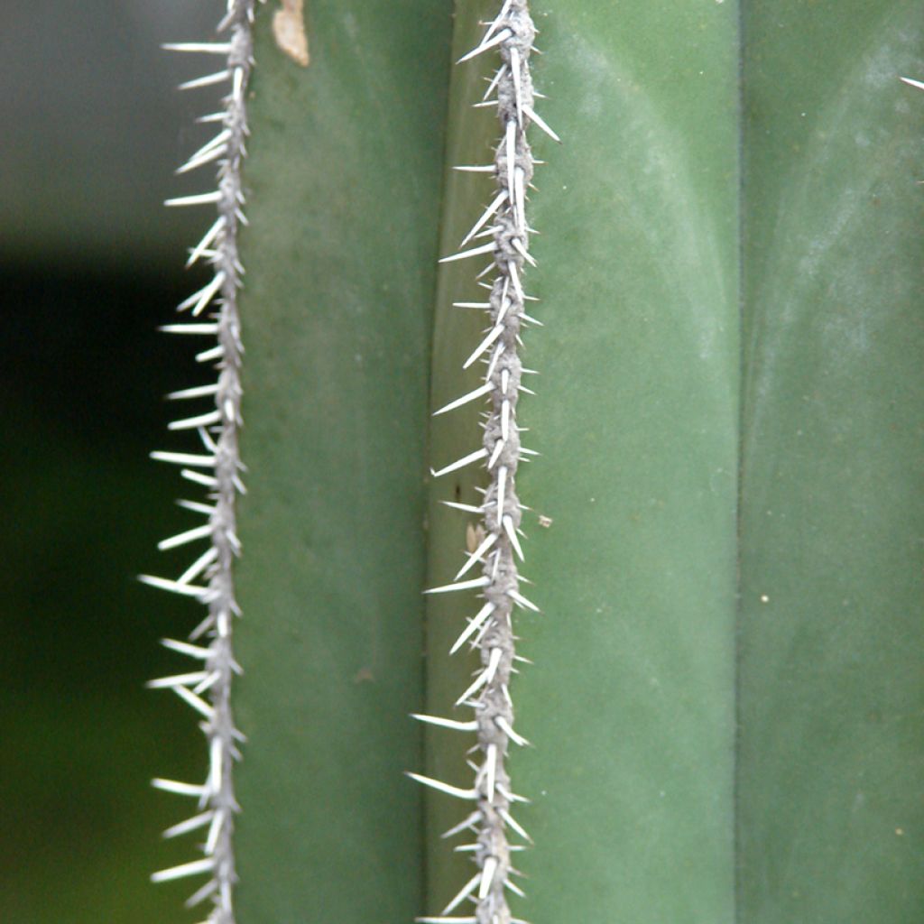 Stenocereus marginatus