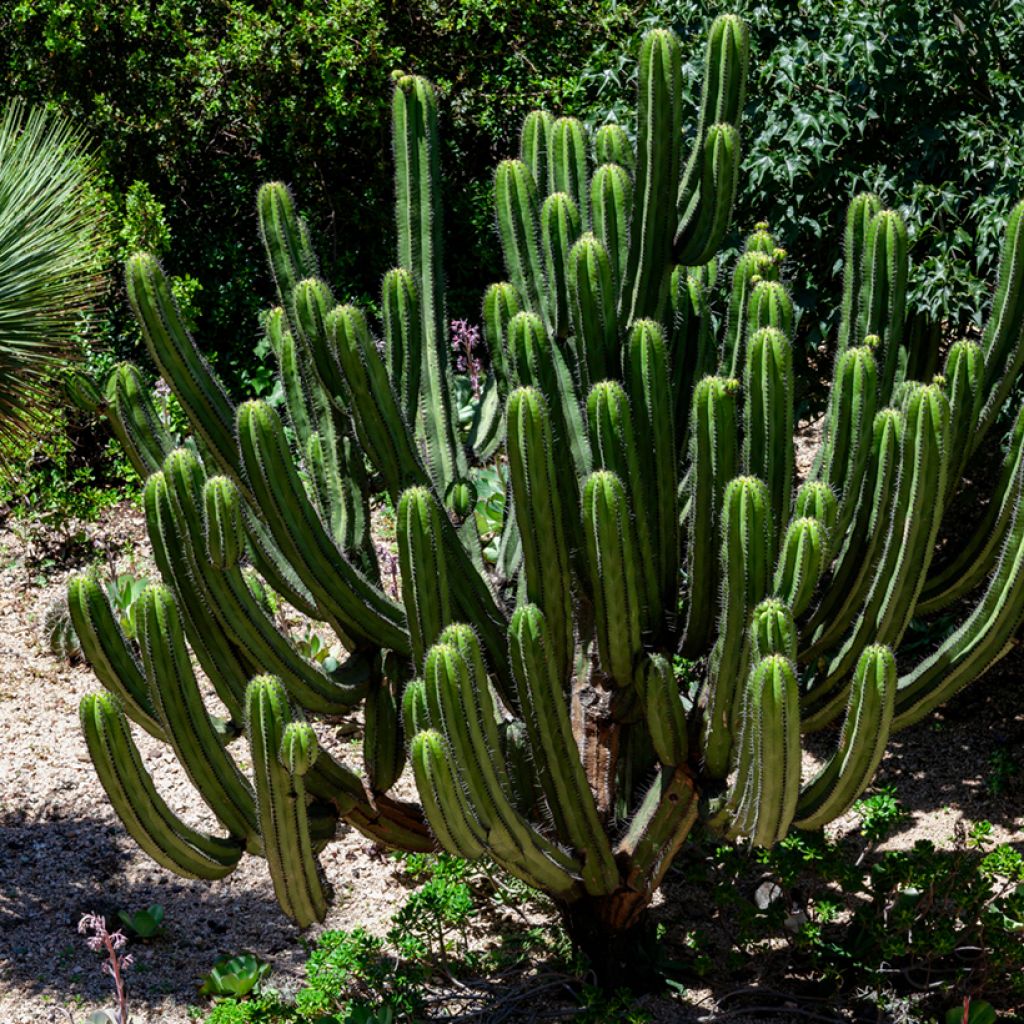 Trichocereus pachanoi