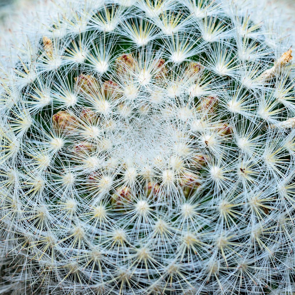 Mammillaria baxteriana - Cacto