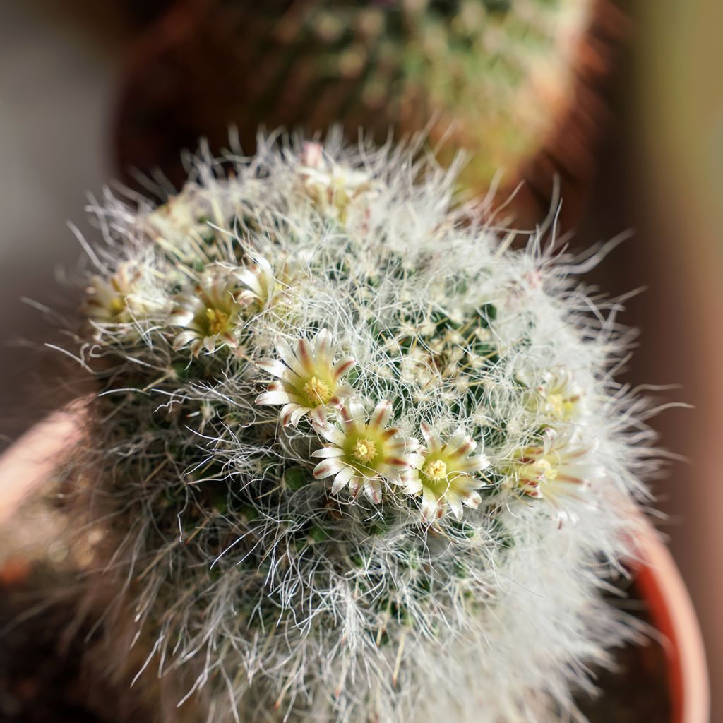 Mammillaria baxteriana - Cacto