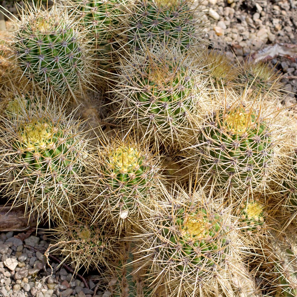 Mammillaria baxteriana - Cacto