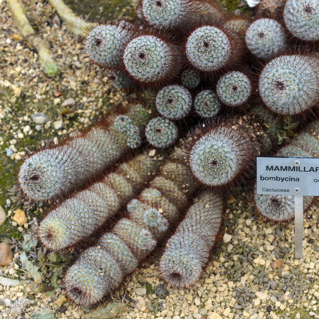 Cactus - Mammillaria bombycina