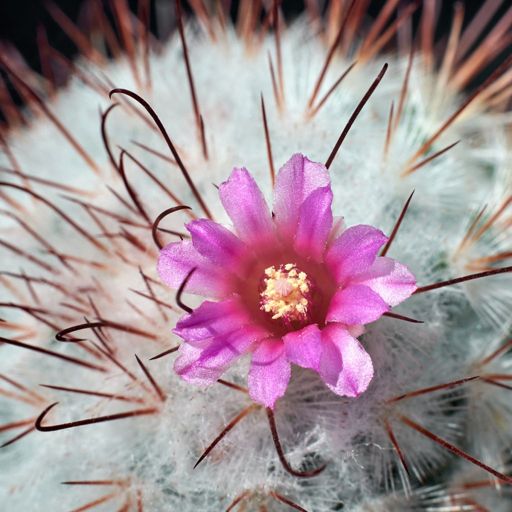 Cactus - Mammillaria bombycina