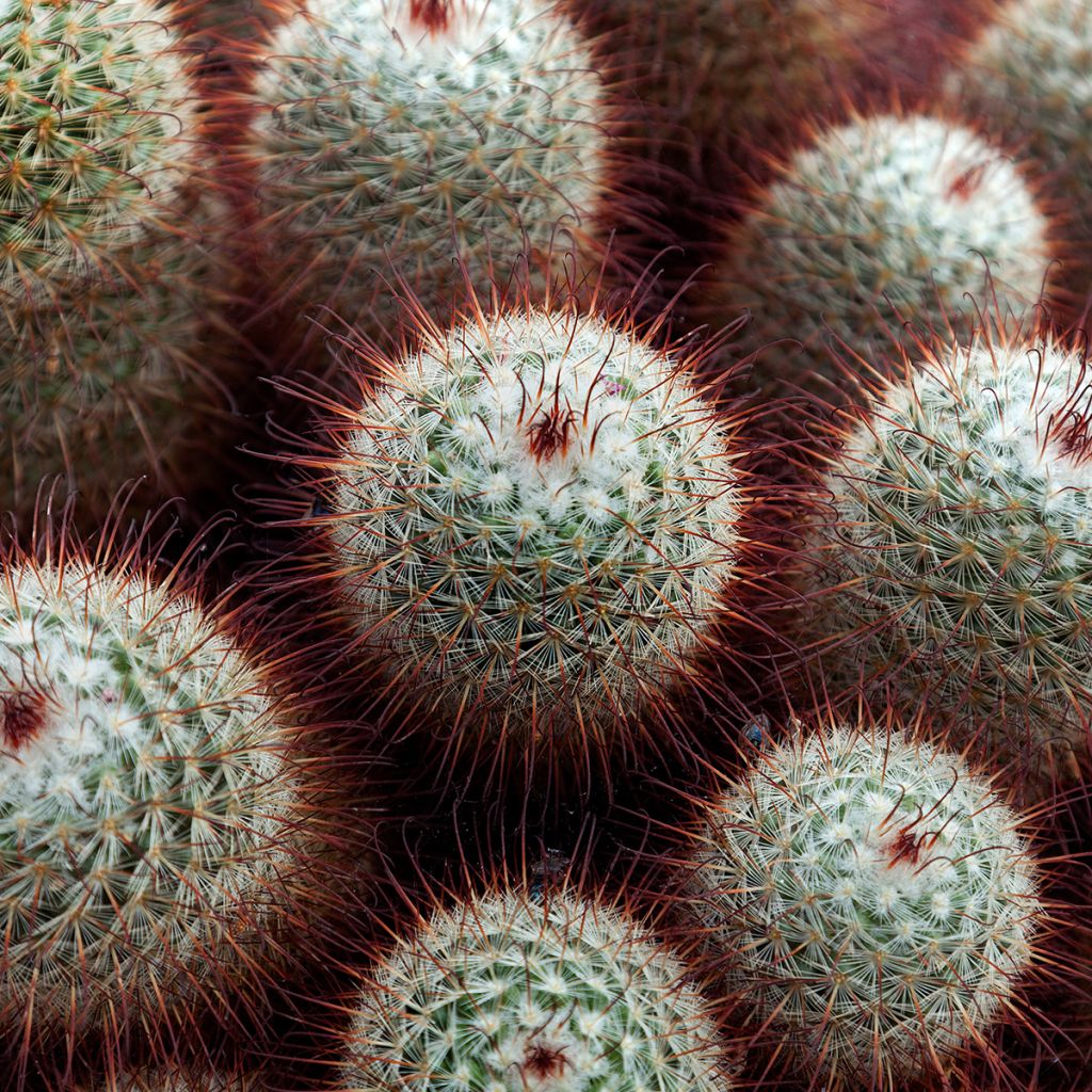 Cactus - Mammillaria bombycina