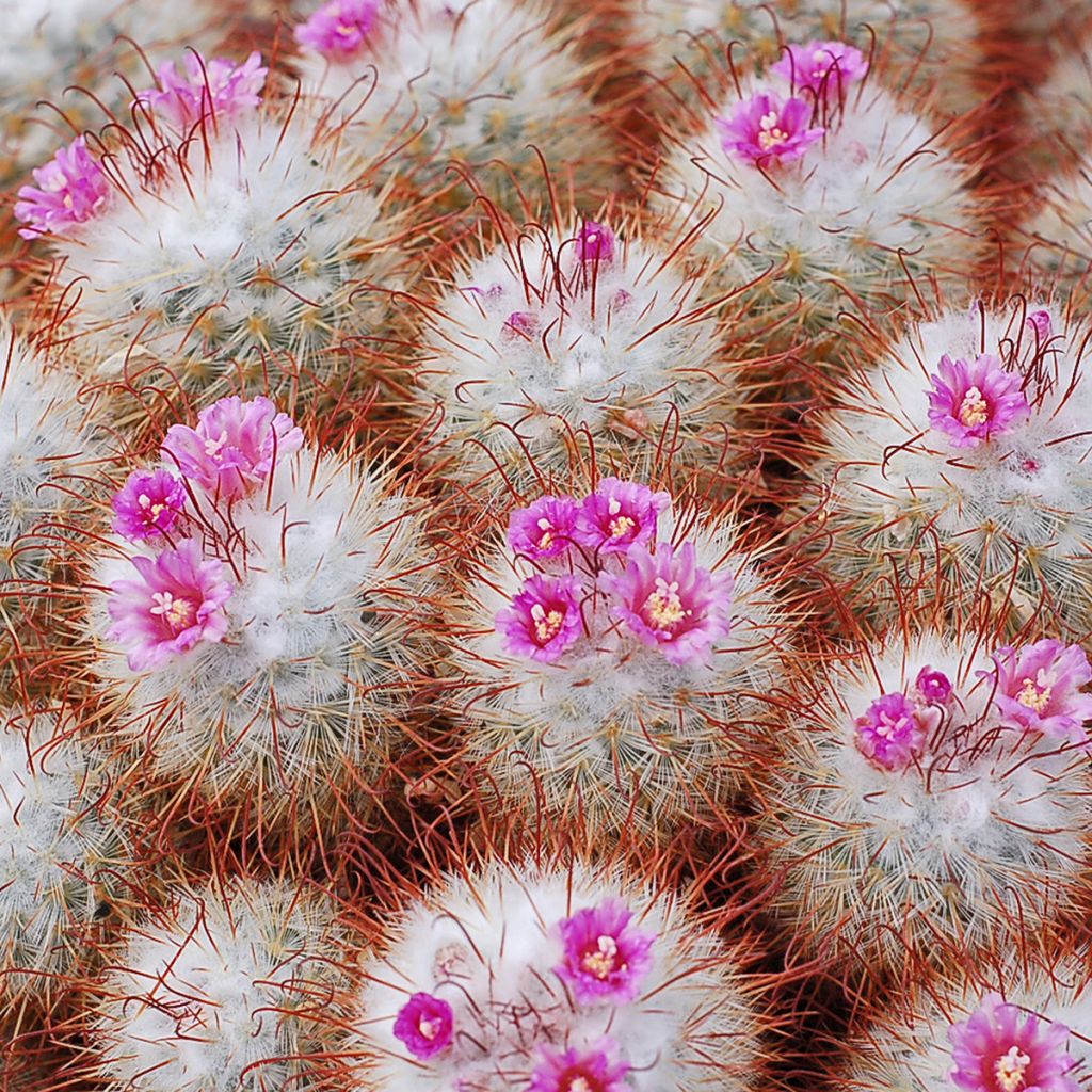Cactus - Mammillaria bombycina
