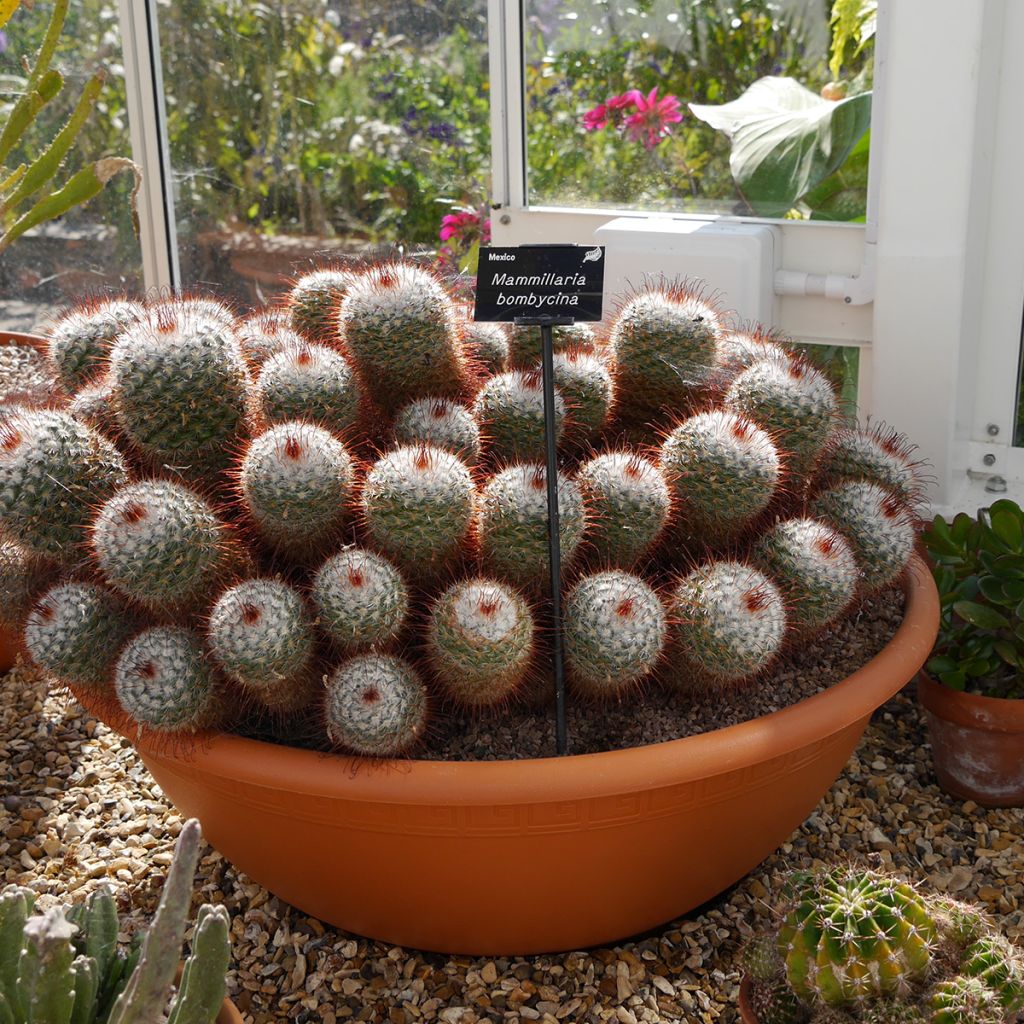 Cactus - Mammillaria bombycina
